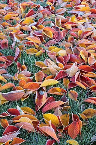 MORTON_HALL_WORCESTERSHIRE_AUTUMN_FALL_FALLEN_LEAVES_OF_PRUNUS_TAIHAKU_FROST_FROSTY_AUTUMNAL_GRASS_N