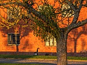 BADDESLEY CLINTON, WARWICKSHIRE: THE NATIONAL TRUST- CHRISTMAS, 15TH AND 16TH CENTURY MOATED MANOR HOUSE. SUNRISE, DECEMBER. CANADA GEESE, WALLED, GARDEN, APPLE TREE, MISTLETOE