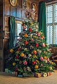 BADDESLEY CLINTON, WARWICKSHIRE: THE NATIONAL TRUST- CHRISTMAS, 15TH AND 16TH CENTURY MOATED MANOR HOUSE. CHRISTMAS TREE
