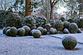 MORTON HALL, WORCESTERSHIRE: WINTER - FROST, SNOW, CLIPPED TOPIARY BOX BALLS, COLD, DECEMBER, ENGLISH, COUNTRY, GARDEN, HEDGE, HEDGING, HEDGES