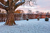 MORTON HALL, WORCESTERSHIRE: WINTER - TREE BESIDE BEECH HEDGE, HEDGING, FROST, SNOW, COLD, DECEMBER, ENGLISH, COUNTRY, GARDEN