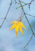 MORTON HALL, WORCESTERSHIRE: WINTER - CLOSE UP PLANT PORTRAIT OF THE YELLOW LEAF OF ACER PALMATUM SEIRYU IN FROST. SNOW, DECEMBER, LEAVES, MAPLE, DECEMBER