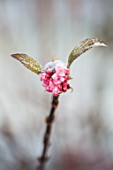 MORTON HALL, WORCESTERSHIRE: WINTER - CLOSE UP PLANT PORTRAIT OF THE PINK FLOWER OF VIBURNUM BODNANTENSE DAWN IN FROST. SNOW, DECEMBER, PETALS, DECIDUOUS, SHRUBS, SCENTED, AGM