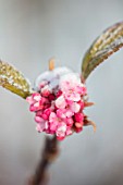 MORTON HALL, WORCESTERSHIRE: WINTER - CLOSE UP PLANT PORTRAIT OF THE PINK FLOWER OF VIBURNUM BODNANTENSE DAWN IN FROST. SNOW, DECEMBER, PETALS, DECIDUOUS, SHRUBS, SCENTED, AGM