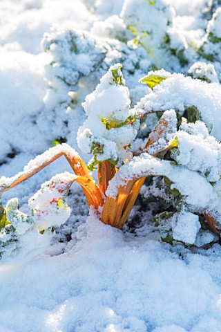 MORTON_HALL_WORCESTERSHIRE_WINTER__CLOSE_UP_PLANT_PORTRAIT_OF_SNOW_COVERED_RUBY_CHARD_IN_THE_POTAGER