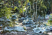 MORTON HALL, WORCESTERSHIRE: WINTER - PATH IN LOWER POND IN FROST, SNOW, FERNS, WATER, FOLIAGE, GREEN, WHITE, ENGLISH, COUNTRY, GARDEN, BIRCHES, BENCH, SEAT, SEATING, DECEMBER