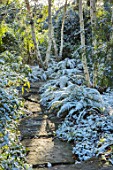 MORTON HALL, WORCESTERSHIRE: WINTER - PATH IN LOWER POND IN FROST, SNOW, FERNS, FOLIAGE, GREEN, WHITE, ENGLISH, COUNTRY, GARDEN, BIRCHES, BENCH, SEAT, SEATING, DECEMBER