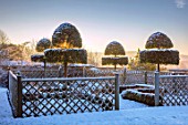 FELLEY PRIORY, NOTTINGHAMSHIRE: WINTER - THE WHITE GARDEN, SNOW, FROST, CLIPPED TOPIARY SHAPES OF PHILLYREA LATIFOLIA, TRELLIS FENCING, DAWN, SUNRISE, DECEMBER, FORMAL, ENGLISH