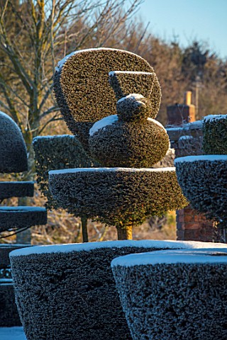 FELLEY_PRIORY_NOTTINGHAMSHIRE_WINTER__SNOW_CLIPPED_TOPIARY_YEW_PEACOCK_SUNRISE_DAWN_DECEMBER_ENGLISH