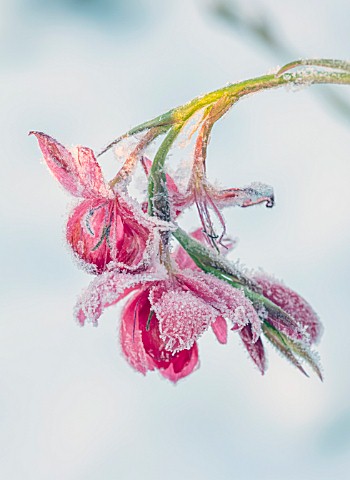 FELLEY_PRIORY_NOTTINGHAMSHIRE_WINTER__CLOSE_UP_PLANT_PORTRAIT_OF_SNOW_ON_PINK_FLOWER_OF_SCHIZOSTYLIS