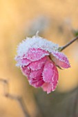 FELLEY PRIORY, NOTTINGHAMSHIRE: WINTER - CLOSE UP PLANT PORTRAIT OF SNOW ON PINK FLOWER OF ROSE - ROSA BONICA . FROSTED, SNOWY, DECEMBER