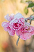FELLEY PRIORY, NOTTINGHAMSHIRE: WINTER - CLOSE UP PLANT PORTRAIT OF SNOW ON PINK FLOWER OF ROSE - ROSA BONICA . FROSTED, SNOWY, DECEMBER