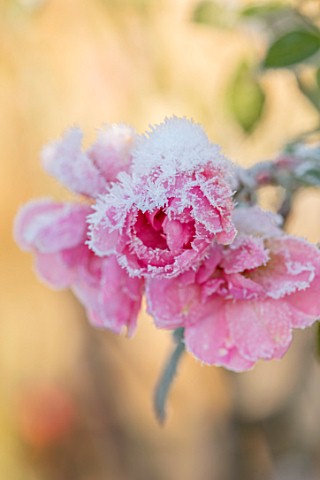 FELLEY_PRIORY_NOTTINGHAMSHIRE_WINTER__CLOSE_UP_PLANT_PORTRAIT_OF_SNOW_ON_PINK_FLOWER_OF_ROSE__ROSA_B