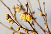 FELLEY PRIORY, NOTTINGHAMSHIRE: WINTER - CLOSE UP PLANT PORTRAIT OF YELLOW FLOWER OF CHIMONANTHUS FRAGRANS. DECEMBER, FROSTY, FROSTED, SNOWY, SNOW, YELLOW WINTERSWEET