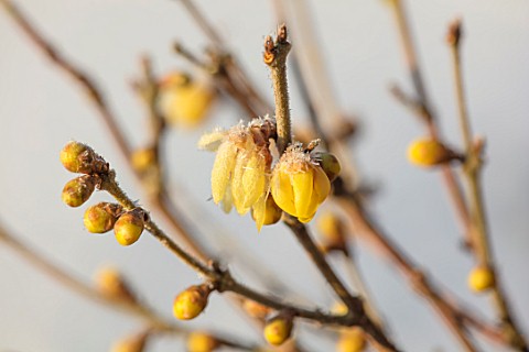 FELLEY_PRIORY_NOTTINGHAMSHIRE_WINTER__CLOSE_UP_PLANT_PORTRAIT_OF_YELLOW_FLOWER_OF_CHIMONANTHUS_FRAGR