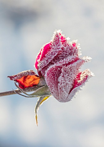 FELLEY_PRIORY_NOTTINGHAMSHIRE_WINTER__CLOSE_UP_PLANT_PORTRAIT_OF_SNOW_ON_RED_FLOWER_OF_ROSE__ROSA_DE