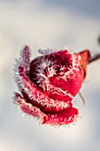 FELLEY PRIORY, NOTTINGHAMSHIRE: WINTER - CLOSE UP PLANT PORTRAIT OF SNOW ON RED FLOWER OF ROSE - ROSA DEEP SECRET. FROSTED, SNOWY, DECEMBER