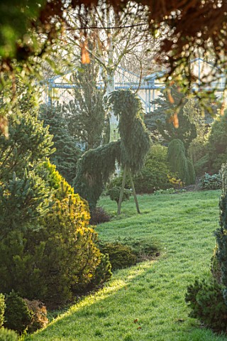 LIME_CROSS_NURSERY_EAST_SUSSEX_WINTER_JANUARY_GRASS_PATH_AND_CONIFERS_BEDS_BORDERS_EVERGREENS_FLOWER
