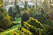 LIME CROSS NURSERY, EAST SUSSEX. WINTER, JANUARY, GRASS PATH AND CONIFERS. BEDS, BORDERS, EVERGREENS, FLOWERBEDS, TREES, SHRUBS