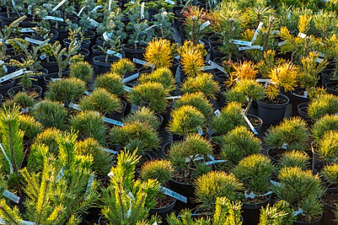 LIME_CROSS_NURSERY_EAST_SUSSEX_WINTER_JANUARY_CONIFERS_FOR_SLAE_IN_THE_STOCK_BEDS