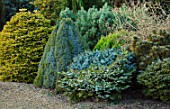 LIME CROSS NURSERY, EAST SUSSEX. WINTER, JANUARY, CONIFERS. BEDS, BORDERS, EVERGREENS, FLOWERBEDS, TREES, SHRUBS