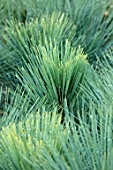LIME CROSS NURSERY, EAST SUSSEX. WINTER, JANUARY, CLOSE UP PLANT PORTRAIT OF CONIFER - PINUS MONTEZUMA SHEFFIELD PARK, GREEN, LEAVES, TREES, FOLIAGE, CONIFERS, BRANCHES