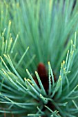 LIME CROSS NURSERY, EAST SUSSEX. WINTER, JANUARY, CLOSE UP PLANT PORTRAIT OF CONIFER - PINUS MONTEZUMA SHEFFIELD PARK, GREEN, LEAVES, TREES, FOLIAGE, CONIFERS, BRANCHES