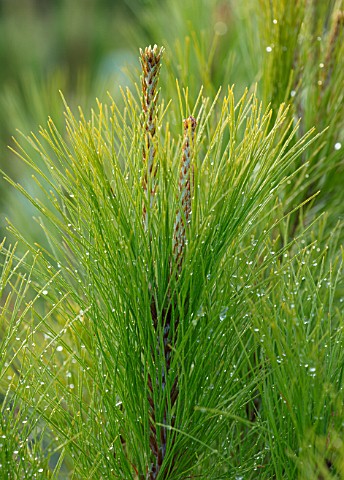 LIME_CROSS_NURSERY_EAST_SUSSEX_WINTER_JANUARY_CLOSE_UP_PLANT_PORTRAIT_OF_CONIFER__PINUS_YUNNANENSIS_