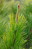 LIME CROSS NURSERY, EAST SUSSEX. WINTER, JANUARY, CLOSE UP PLANT PORTRAIT OF CONIFER - PINUS YUNNANENSIS, GREEN, LEAVES, TREES, FOLIAGE, CONIFERS, BRANCHES