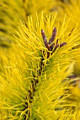LIME CROSS NURSERY, EAST SUSSEX. WINTER, JANUARY, CLOSE UP PLANT PORTRAIT OF CONIFER - PINUS CONTORTA CHIEF JOSEPH, LEAVES, TREES, FOLIAGE, CONIFERS, BRANCHES, YELLOW