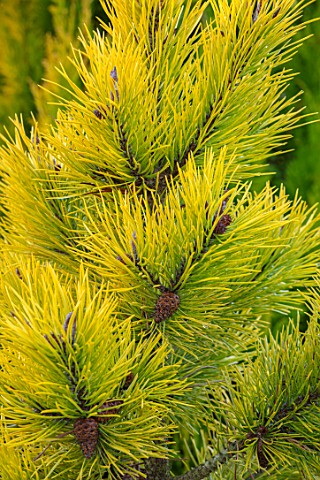LIME_CROSS_NURSERY_EAST_SUSSEX_WINTER_JANUARY_CLOSE_UP_PLANT_PORTRAIT_OF_CONIFER__PINUS_CONTORTA_CHI