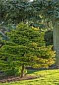 LIME CROSS NURSERY, EAST SUSSEX. WINTER, JANUARY, CONIFER IN THE GARDEN. GREEN, EVERGREENS, TREES, SHRUBS