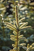LIME CROSS NURSERY, EAST SUSSEX. WINTER, JANUARY, CLOSE UP PLANT PORTRAIT OF CONIFER - PICEA PUNGENS EDITH, LEAVES, TREES, FOLIAGE, CONIFERS, BRANCHES, SILVER