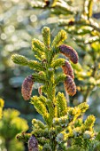 LIME CROSS NURSERY, EAST SUSSEX. WINTER, JANUARY, CLOSE UP PLANT PORTRAIT OF CONIFER - PICEA BICOLOR ( ALCOQUINA VAR ALCOQUINA )  LEAVES, TREES, FOLIAGE, CONIFERS, BRANCHES, GREEN