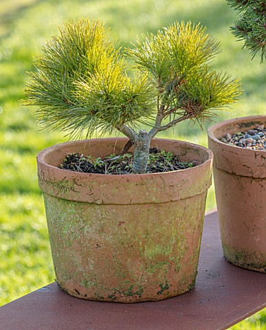 LIME_CROSS_NURSERY_EAST_SUSSEX_WINTER_JANUARY_TERRACOTTA_CONTAINER_PLANTED_WITH_PINUS_STROBUS_SEA_UR