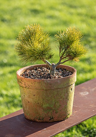 LIME_CROSS_NURSERY_EAST_SUSSEX_WINTER_JANUARY_TERRACOTTA_CONTAINER_PLANTED_WITH_PINUS_STROBUS_SEA_UR