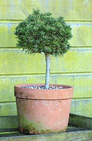 LIME_CROSS_NURSERY_EAST_SUSSEX_WINTER_JANUARY_TERRACOTTA_CONTAINER_PLANTED_WITH_PINUS_MUGO_FLANDERS_