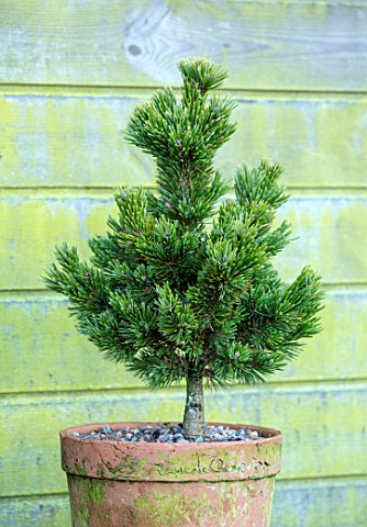 LIME_CROSS_NURSERY_EAST_SUSSEX_WINTER_JANUARY_TERRACOTTA_CONTAINER_PLANTED_WITH_PINUS_ARISTATA_SHERW