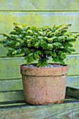 LIME CROSS NURSERY, EAST SUSSEX. WINTER, JANUARY. TERRACOTTA CONTAINER PLANTED WITH ABIES KOREANA. GREEN, EVERGREENS, CONIFER, FOLIAGE, LEAVES, SHRUBS