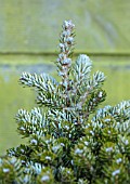 LIME CROSS NURSERY, EAST SUSSEX. WINTER, JANUARY. CLOSE UP PLANT PORTRAIT OF ABIES KOREANA SILBERPEARL. GREEN, EVERGREENS, CONIFER, FOLIAGE, LEAVES, SHRUBS