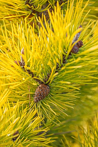 LIME_CROSS_NURSERY_EAST_SUSSEX_WINTER_JANUARY_CLOSE_UP_PLANT_PORTRAIT_OF_CONIFER__PINUS_CONTORTA_CHI