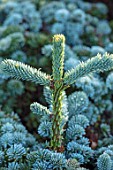 LIME CROSS NURSERY, EAST SUSSEX. WINTER, JANUARY, CLOSE UP PLANT PORTRAIT OF CONIFER - ABIES PROCERA BLAUE HEXE, LEAVES, TREES, FOLIAGE, CONIFERS, BRANCHES, BLUE, NEEDLES, CONES