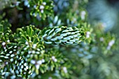 LIME CROSS NURSERY, EAST SUSSEX. WINTER, JANUARY, CLOSE UP PLANT PORTRAIT OF CONIFER - ABIES, KOREANA ICEBREAKER, LEAVES, TREES, FOLIAGE, CONIFERS, BRANCHES, BLUE, CONES