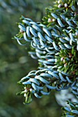 LIME CROSS NURSERY, EAST SUSSEX. WINTER, JANUARY, CLOSE UP PLANT PORTRAIT OF CONIFER - ABIES, KOREANA ICEBREAKER, LEAVES, TREES, FOLIAGE, CONIFERS, BRANCHES, BLUE, CONES,