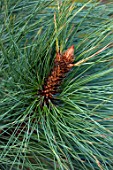 LIME CROSS NURSERY, EAST SUSSEX. WINTER, JANUARY, CLOSE UP PLANT PORTRAIT OF CONIFER - PINUS MURICATA WAKEHURST W B, TREES, FOLIAGE, CONIFERS, BRANCHES, CONES, POLLEN, SILVER