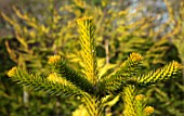 LIME CROSS NURSERY, EAST SUSSEX. WINTER, JANUARY, CLOSE UP PLANT PORTRAIT OF MONKEY PUZZLE TREE - ARAUCARIA ARAUCANA, TREES, FOLIAGE, CONIFERS, BRANCHES, SPIKES, YELLOW, EVERGREENS