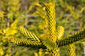 LIME CROSS NURSERY, EAST SUSSEX. WINTER, JANUARY, CLOSE UP PLANT PORTRAIT OF MONKEY PUZZLE TREE - ARAUCARIA ARAUCANA, TREES, FOLIAGE, CONIFERS, BRANCHES, SPIKES, YELLOW, EVERGREENS