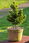 LIME CROSS NURSERY, EAST SUSSEX. WINTER, JANUARY. TERRACOTTA CONTAINER PLANTED WITH PINUS ARISTATA SHERWOOD COMPACT. GREEN, EVERGREENS, CONIFER, FOLIAGE, LEAVES, SHRUBS