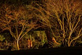 MORTON HALL GARDENS, WORCESTERSHIRE: WOOD SCULPTURE FROM FELLED WELLINGTONIA IN THE ROCKERY, LIGHT, LIGTING, MODERN, STUMPERY, ORNAMENT, NIGHT