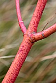 BODNANT GARDEN, WALES, THE NATIONAL TRUST: THE WINTER GARDEN. CLOSE UP PLANT PORTRAIT OF RED, PINK STEM, BARK, TRUNK OF MAPLE, ACER X CONSPICUUM PHOENIX, TRUNKS, MAPLES